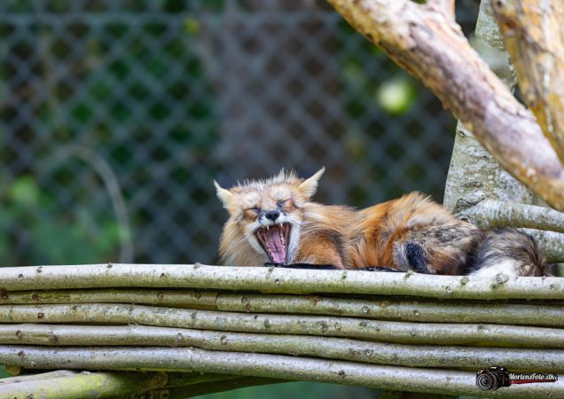 Skandinavisk Dyrepark 005