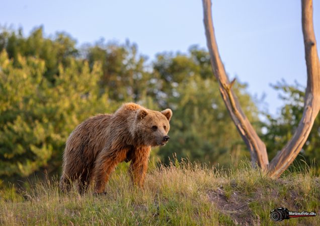 Skandinavisk Dyrepark 030